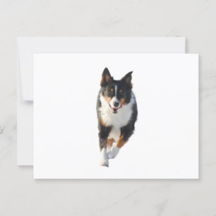 Miniature American Shepherd Black Tri Running Postcard