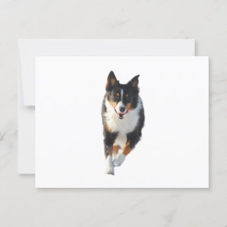 Miniature American Shepherd Black Tri Running Postcard