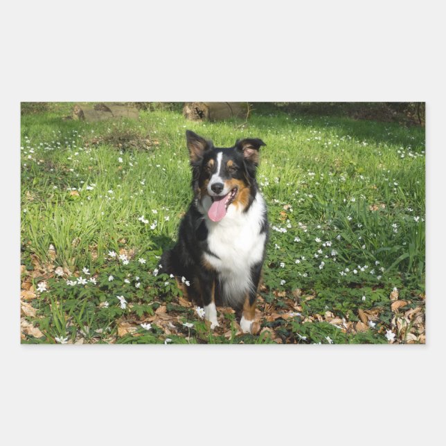 Miniature American Shepherd Black Tri Sitting Rectangular Sticker (Front)