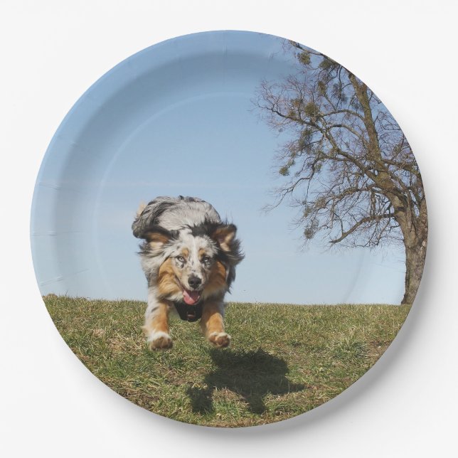 Miniature American Shepherd Blue Merle Jumping Paper Plate (Front)