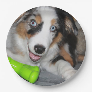 Miniature American Shepherd Blue Merle Puppy Paper Plate