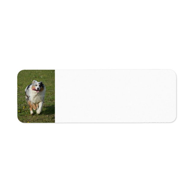 Miniature American Shepherd Blue Merle Running (Front)