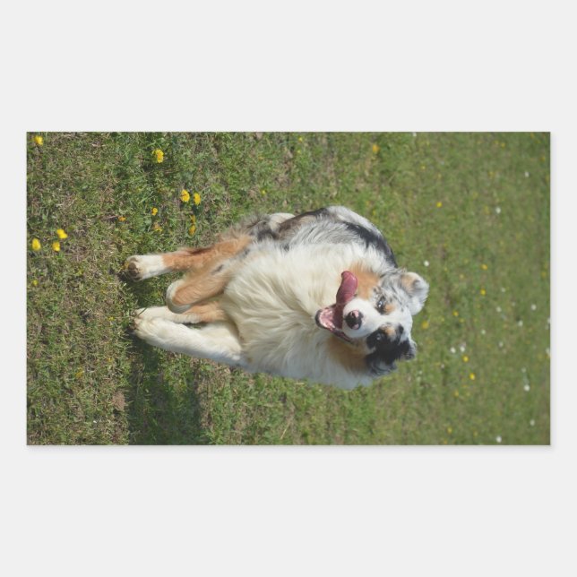 Miniature American Shepherd Blue Merle Running Rectangular Sticker (Front)