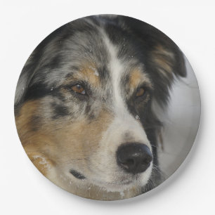 Miniature American Shepherd Blue Merle second Paper Plate