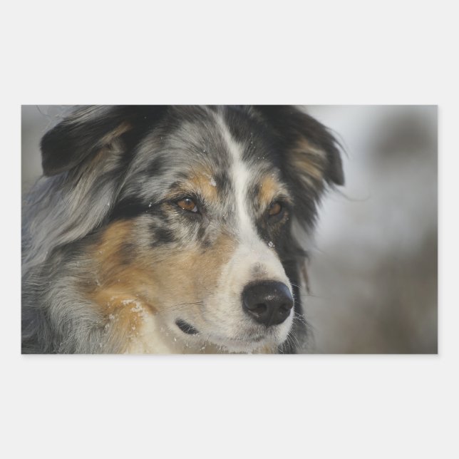 Miniature American Shepherd Blue Merle second Rectangular Sticker (Front)