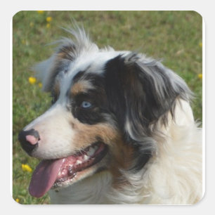 Miniature American Shepherd Blue Merle Square Sticker