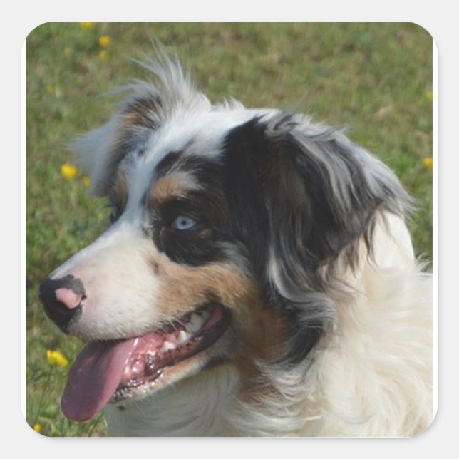Miniature American Shepherd Blue Merle Square Sticker (Front)