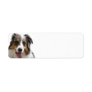 Miniature American Shepherd Merle