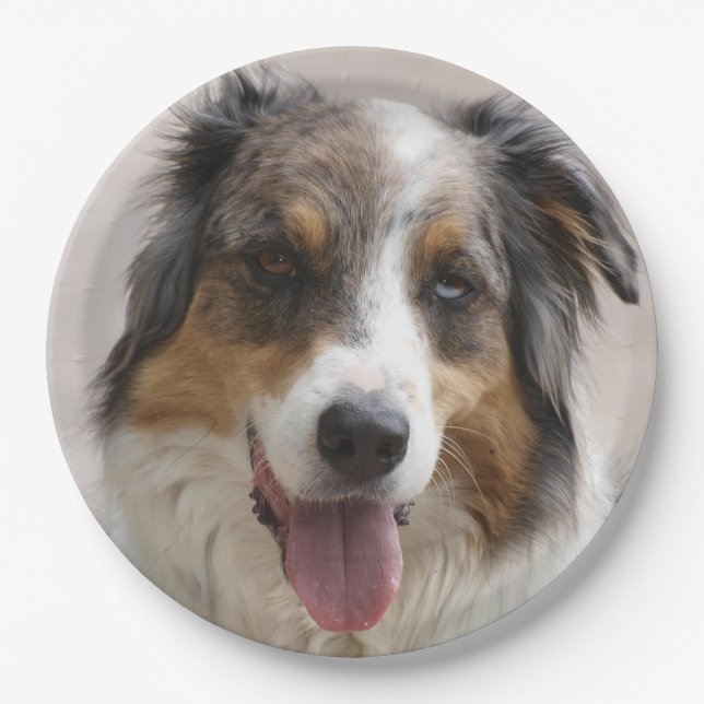 Miniature American Shepherd Merle Paper Plate (Front)