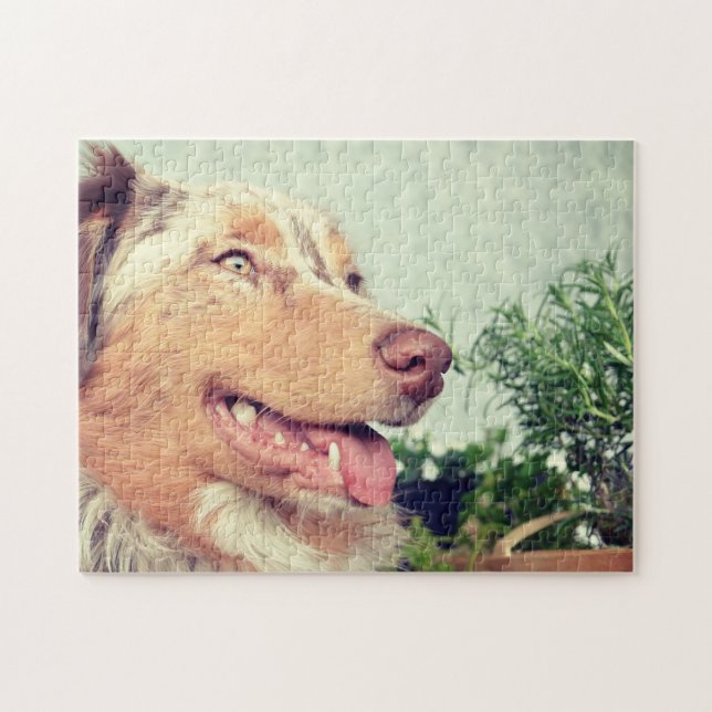 Miniature American Shepherd Red Merle Jigsaw Puzzle (Horizontal)