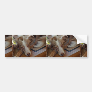 Miniature American Shepherd Red Merle Sleeping Bumper Sticker