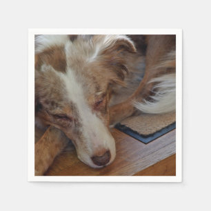 Miniature American Shepherd Red Merle Sleeping Napkin