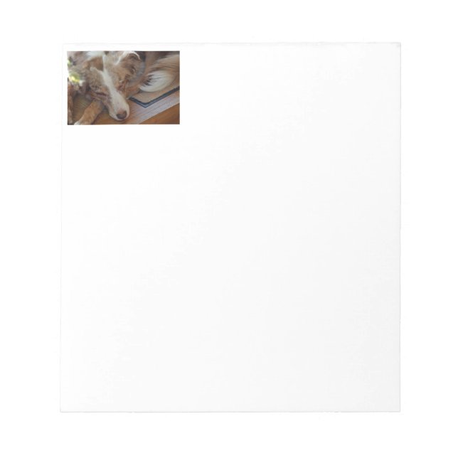 Miniature American Shepherd Red Merle Sleeping Notepad (Front)