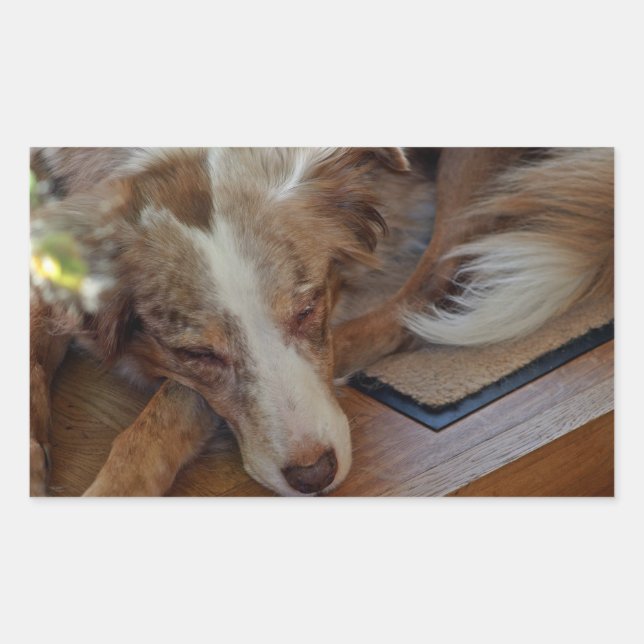 Miniature American Shepherd Red Merle Sleeping Rectangular Sticker (Front)