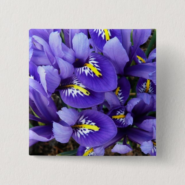 Miniature Blue Irises Spring Floral 15 Cm Square Badge (Front)