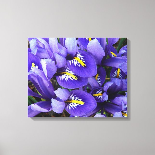 Miniature Blue Irises Spring Floral Canvas Print (Front)