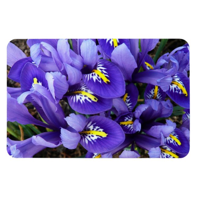 Miniature Blue Irises Spring Floral Magnet (Horizontal)