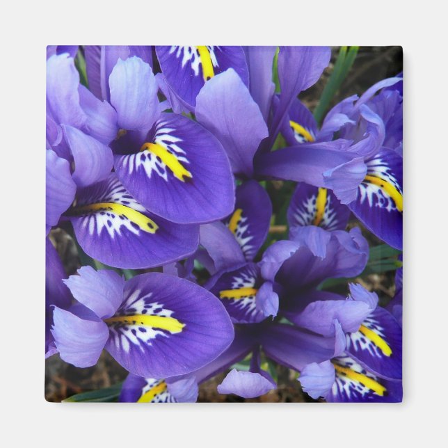 Miniature Blue Irises Spring Floral Magnet (Front)