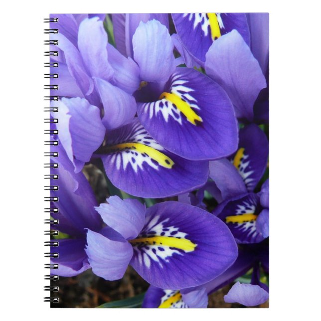 Miniature Blue Irises Spring Floral Notebook (Front)