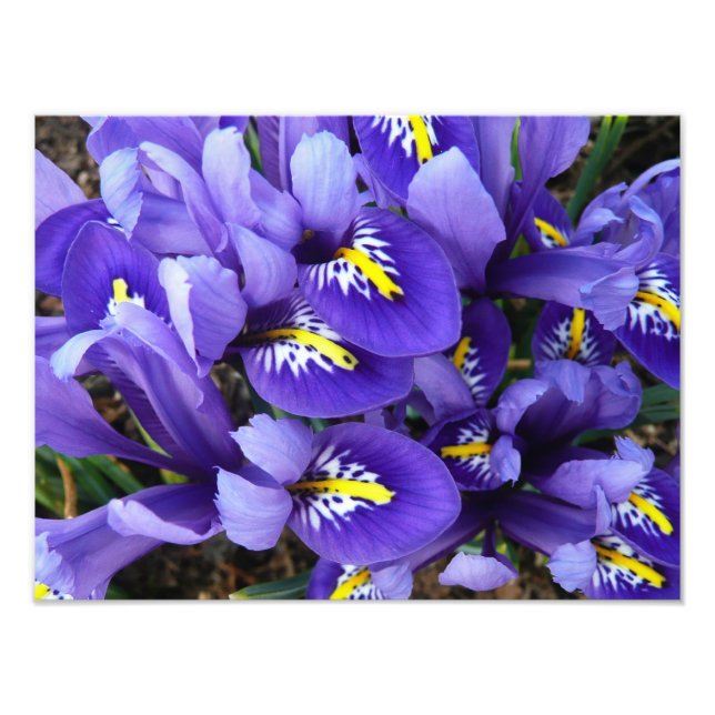 Miniature Blue Irises Spring Floral Photo Print (Front)