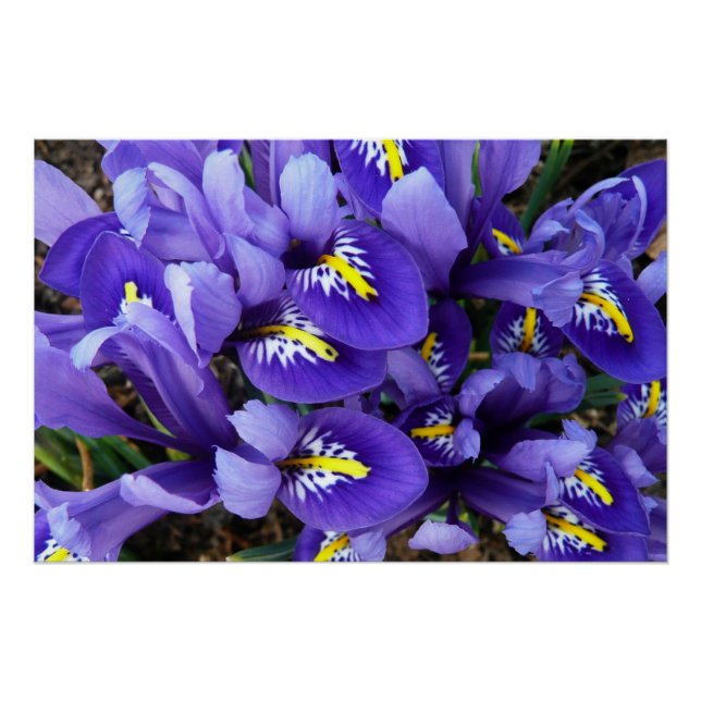 Miniature Blue Irises Spring Floral Poster (Front)
