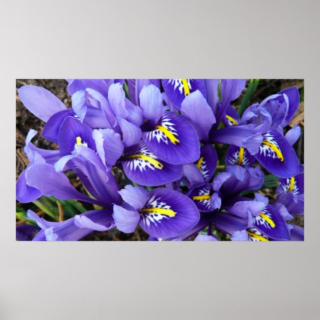 Miniature Blue Irises Spring Floral Poster (Front)