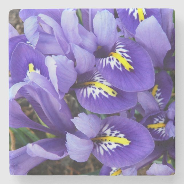Miniature Blue Irises Spring Floral Stone Coaster (Front)