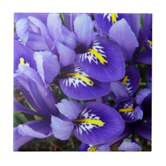 Miniature Blue Irises Spring Floral Tile