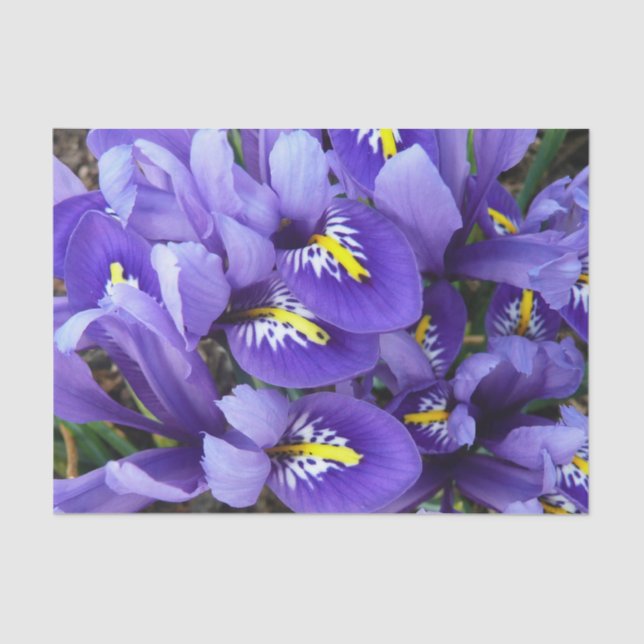 Miniature Blue Irises Spring Floral Tissue Paper (Front)