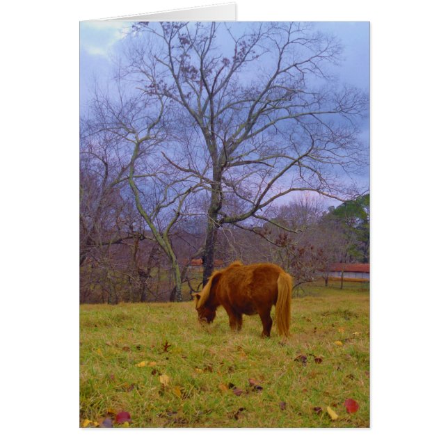 Miniature brown horse blustery sky (Front)