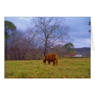 Miniature brown horse blustery sky
