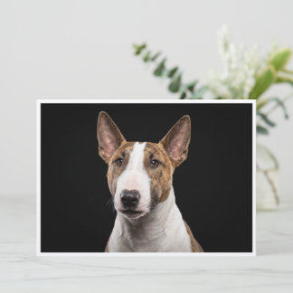 Miniature Bull Terrie isolated on black background Invitation