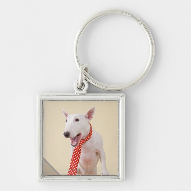 Miniature Bull Terrier looking at laptop, Key Ring (Front)