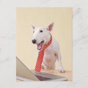 Miniature Bull Terrier looking at laptop, Postcard