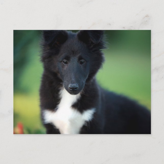 miniature collie postcard (Front)
