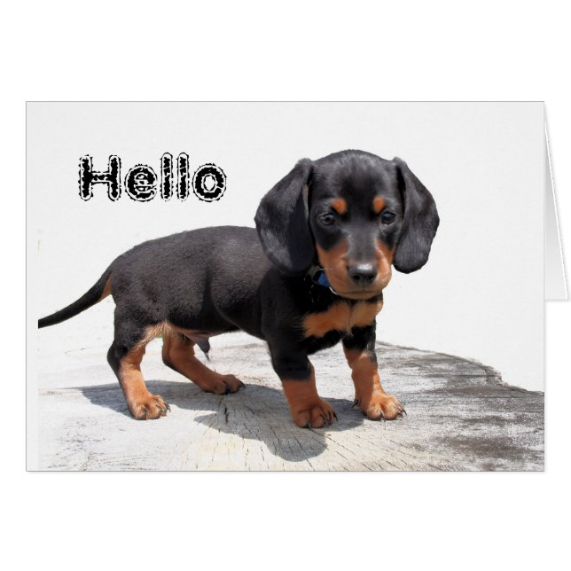 Miniature Dachshund (Front Horizontal)