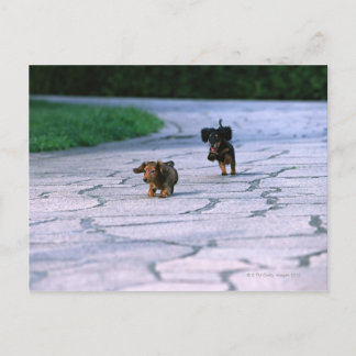 Miniature Dachshund 3 Postcard