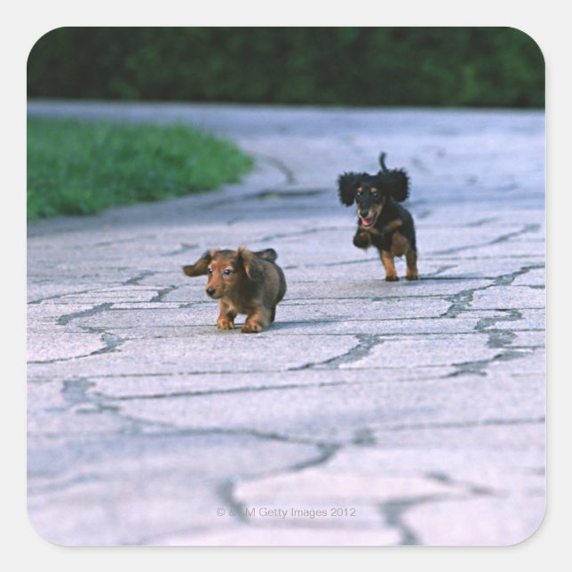 Miniature Dachshund 3 Square Sticker (Front)