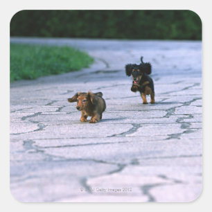 Miniature Dachshund 3 Square Sticker