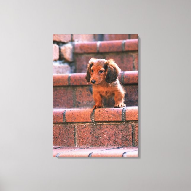Miniature Dachshund 5 Canvas Print (Front)