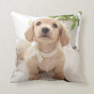 Miniature Dachshund Cushion
