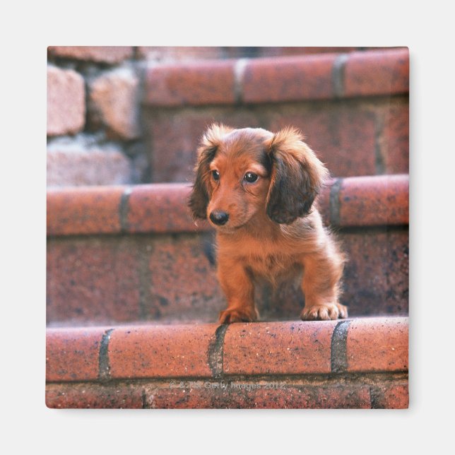 Miniature Dachshund Magnet (Front)