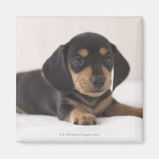 Miniature Dachshund Magnet (Front)