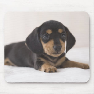 Miniature Dachshund Mouse Pad
