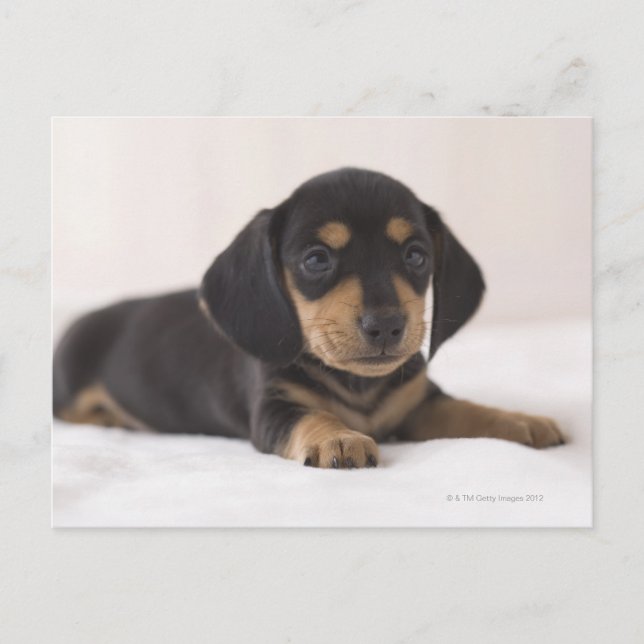 Miniature Dachshund Postcard (Front)