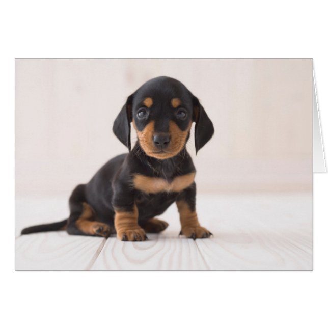Miniature Dachshund Sitting (Front Horizontal)