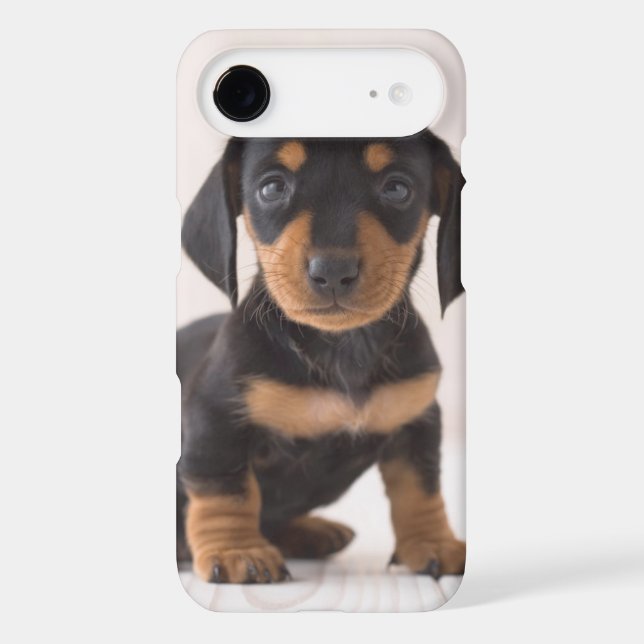 Miniature Dachshund Sitting Case-Mate iPhone Case (Back)