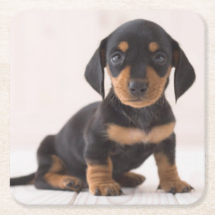 Miniature Dachshund Sitting Square Paper Coaster