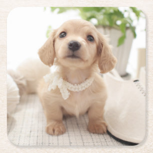 Miniature Dachshund Square Paper Coaster
