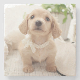 Miniature Dachshund Stone Coaster